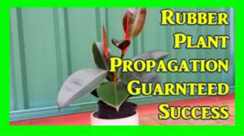 How To Root And Propagate Rubber Plant From Cuttings Ficus Propagation