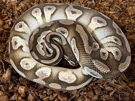 Adult Male Orange Dream Mojave 66 Vpi Axanthic Ball Python By Ball