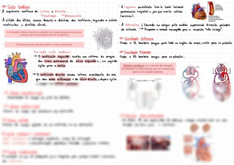 SOLUTION Fisiologia Sistema Cardiovascular Studypool