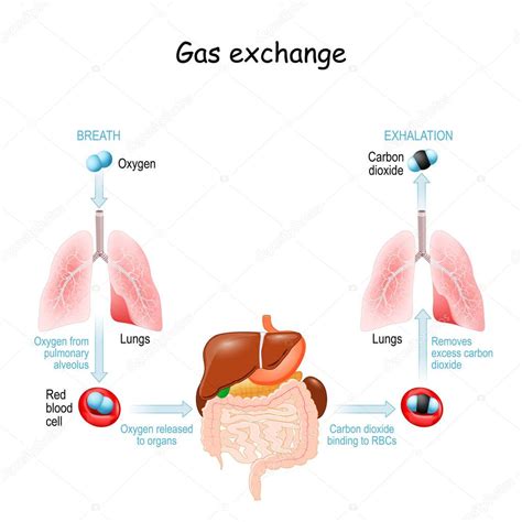 Intercambio de gas en el cuerpo humano Respiración o respiración