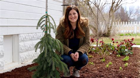 Planting A Weeping White Spruce