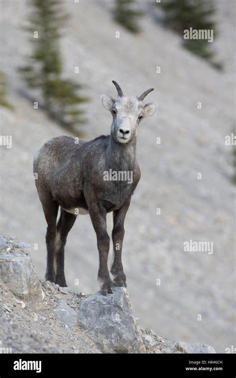 Stone Sheep Ovis Dalli Stonei Female British Columbia Canada Stock