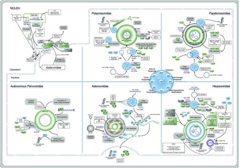 Scheme Of Dna Virus Replication Compartments Indicating Localization Download Scientific