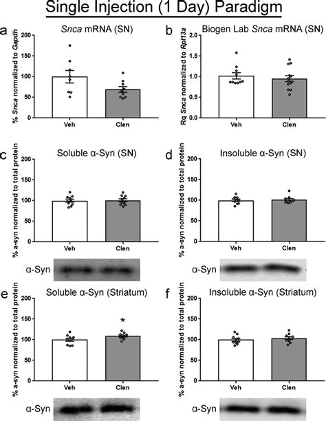 Effects Of Acute Clenbuterol On Snca Transcript And Syn Protein In