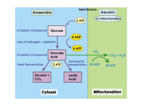 Anaerobic Respiration Pathway