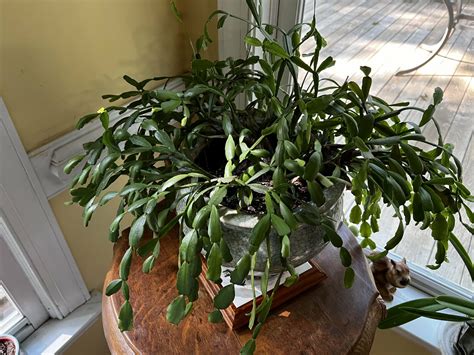 How To Care For A Christmas Cactus Houseplant Keep Your Plants Alive