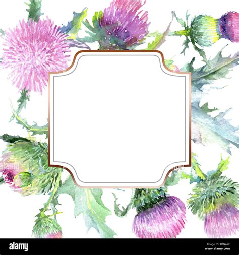 Pink Thistle Floral Botanical Flowers Wild Spring Leaf Wildflower