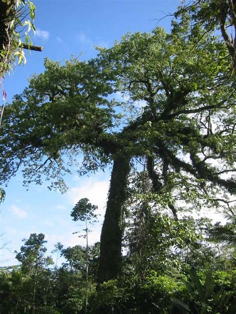 Costa Rica rompecabezas en línea