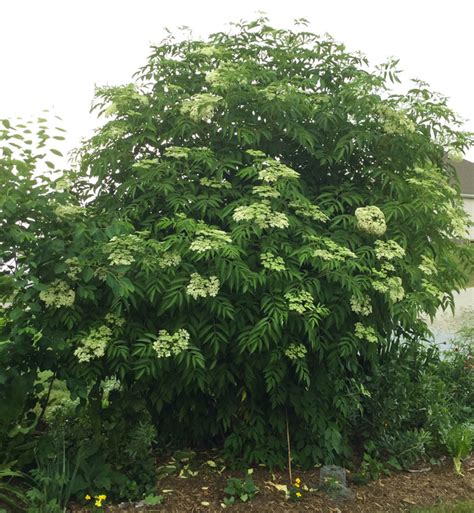 How To Grow Elderberries Organically And Elderflowers Tyrant Farms