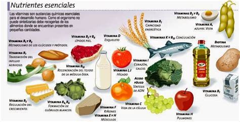 Medico Del Deporte Alimentaci N Y Nutrici N Conceptos B Sicos