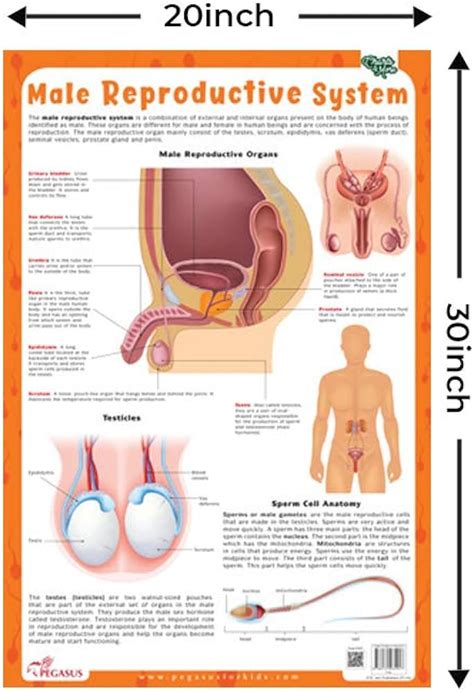 Anatomy And Physiology Of The Male Reproductive System Off