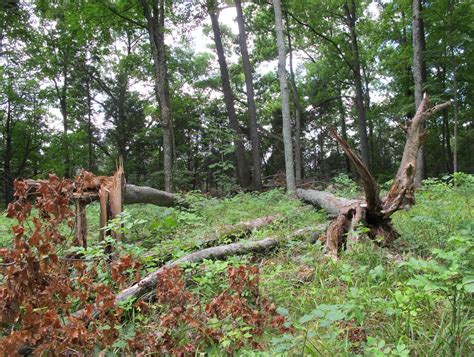 Blue Jay Barrens A New Woodland Clearing