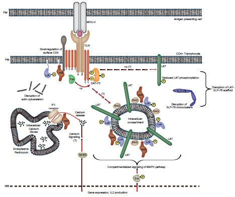 Model Of The Effects Of HIV 1 Nef On TCR Signaling Schematic