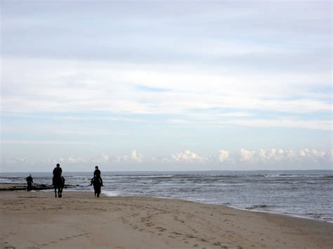 Alnmouth Beach - Photo "Alnmouth beach horses Feb 09 (PS)" :: British ...