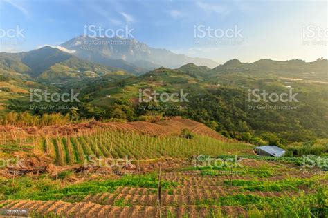 Kundasang Sabah Landscape With Cabbage Farm And Mount Kinabalu At Far Background During Morning