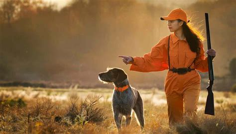 upland bird hunting dogs  beginners
