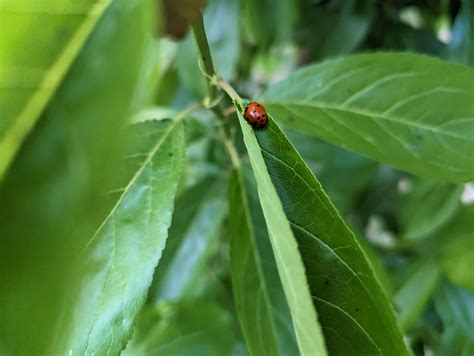 Is this a ladybug and are these ladybug babies? : r/ladybugs