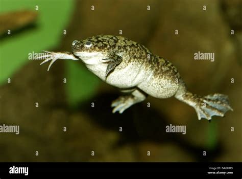 African Clawed Frog Xenopus Laevis Swimming Stock Photo Alamy