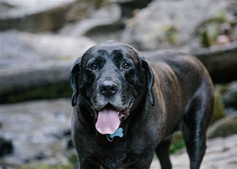 10 Mighty Mastiff Mixes that Combine Power and Personality