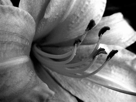 Lily In Black And White Photograph By Allen Penton Fine Art America