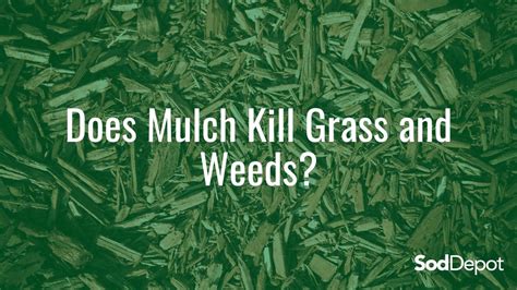 Does Mulch Kill Grass And Weeds Sod Depot