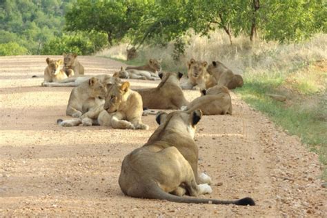 Reducing Human Wildlife Conflict And Empowering Communities In Tanzania