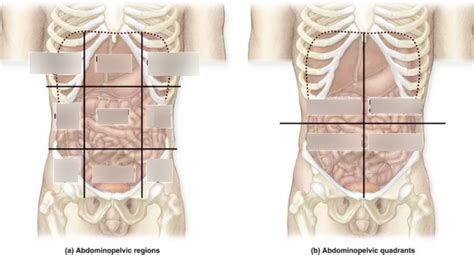 Abdominal Quadrants And Regions Diagram Quizlet