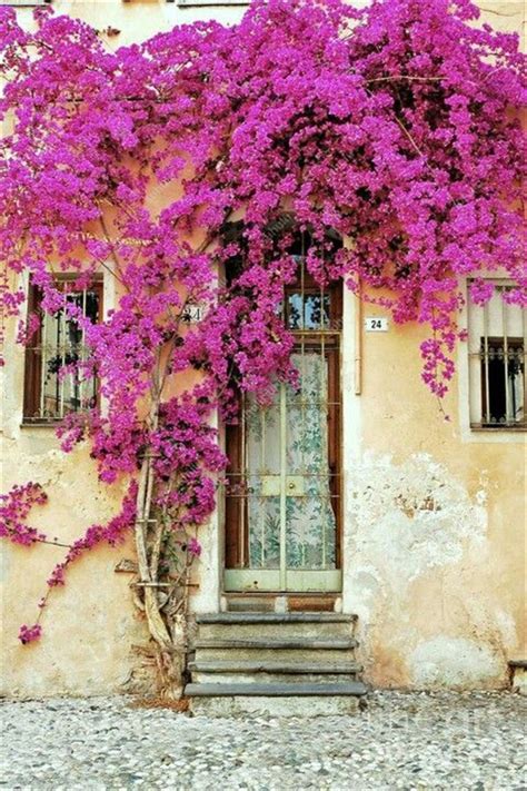 Bougainvillea Spectabilis Willd 100pcs Climbing Flower Seeds