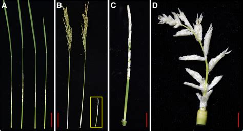 Panicle exsertion phenotypes of S142, 430, and pds plants at heading... | Download Scientific ...