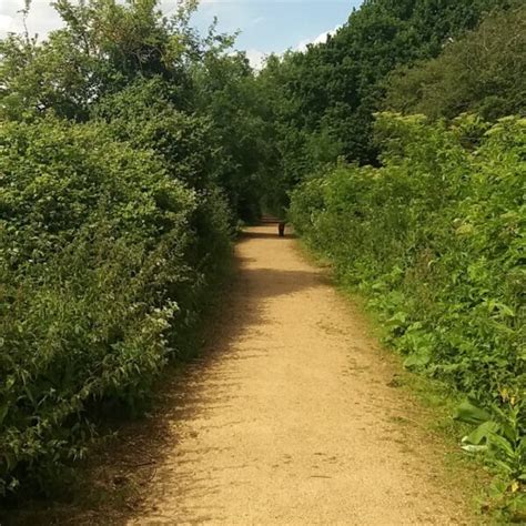 Dog walk at Godmanchester Nature Reserve · Cambridgeshire · Walkiees