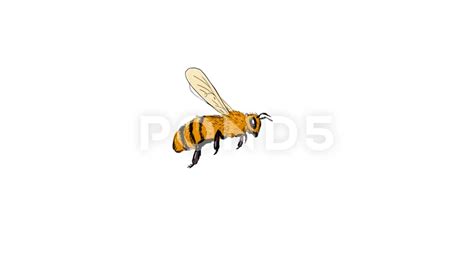 Honey Bee Flying Drawing