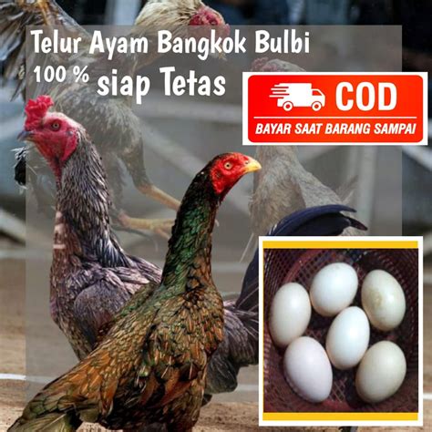 Jual Ayam Bangkok Pama Bulbi Telur Fertil Bulu Biang Shopee Indonesia