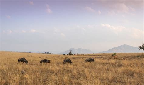 Hutan Sabana - Pengertian, Ciri, Flora Fauna dan Potensi Wisata ...