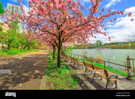 Ueno Park cherry blossom Stock Photo - Alamy