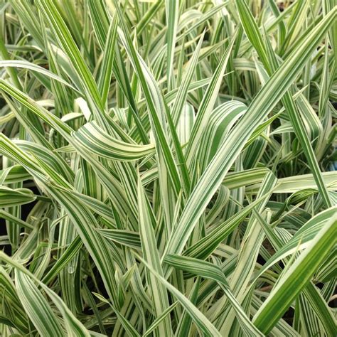 Phalaris Arundinacea Luteo Picta From Nvk Nurseries