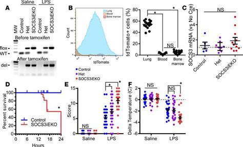 Jci Insight Endothelial Socs Maintains Homeostasis And Promotes