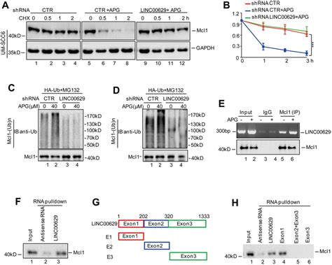 Linc00629 A Klf10 Responsive Lncrna Promotes The Anticancer Effects