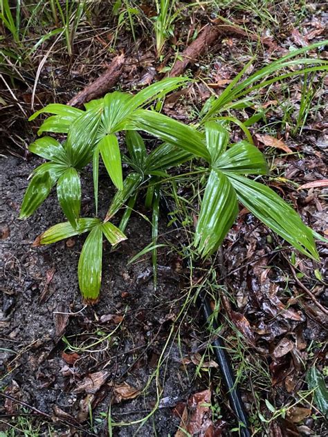 Planting My Livistonia Jenkinsiana Discussing Palm Trees Worldwide