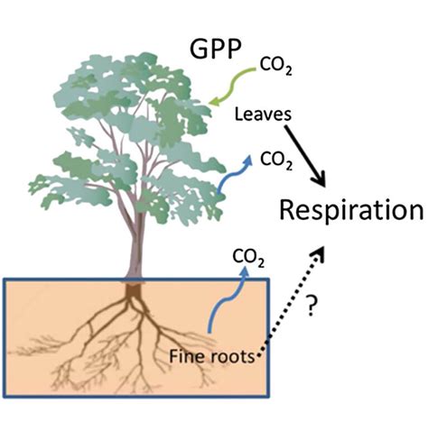 Respiration In Plants Definition Types Respiration In Roots Leaves