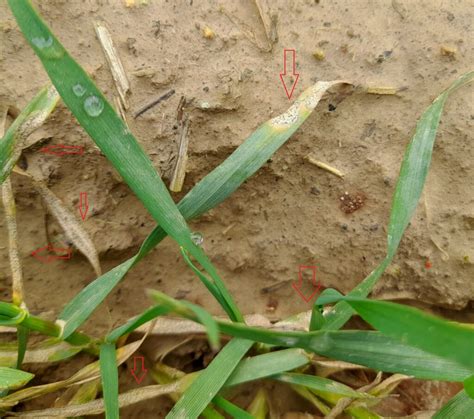 Ochrona i regulacja rzepaku i żyta Agrocentrum Sp z o o