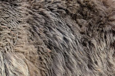 Texture Of Brown Bear Fur Stock Image Colourbox