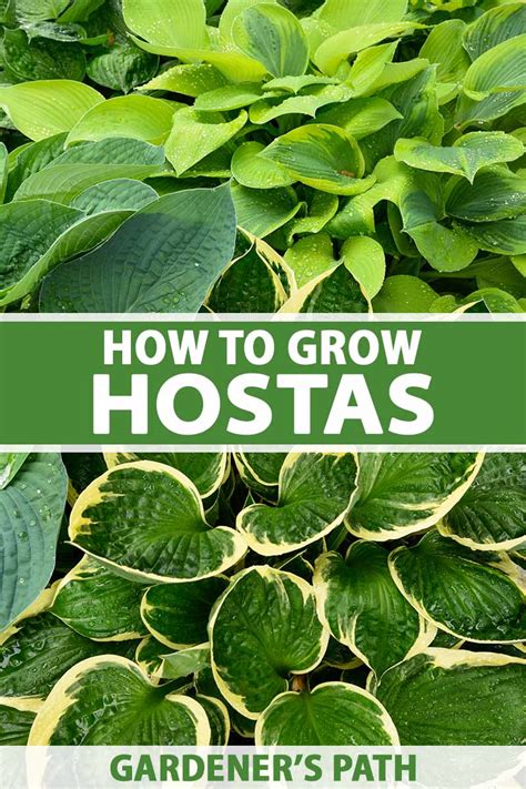 How To Grow And Care For Hostas Plantain Lilies Gardener S Path