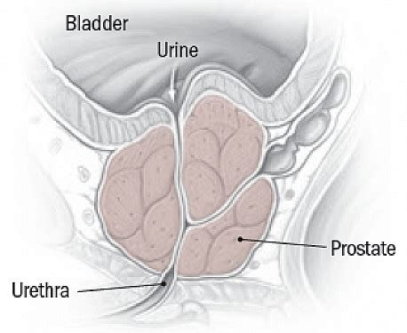 Prostate Gland