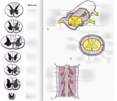 Spinal Cord Meninges And Cross Section Diagrams Diagram Quizlet