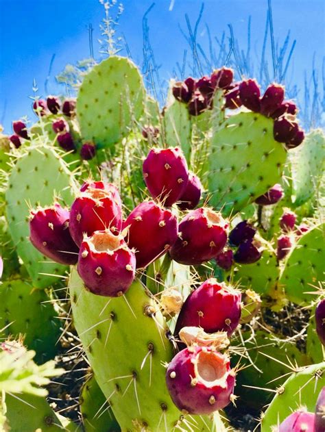 Abq Holds First Annual Prickly Pear Festival New Mexico Daily Lobo