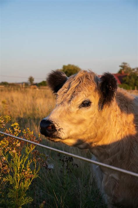 Vaca Blanca Con Nariz Oscura Y Orejas Paradas En Un Pasto En Barrena