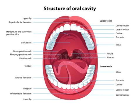 Anatomy Mouth Stock Illustrations 28769 Anatomy Mouth Stock