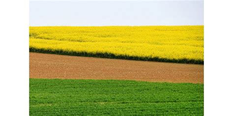 Photos Nord Meusien Les Champs De Colza De Meuse Sont En Fleur