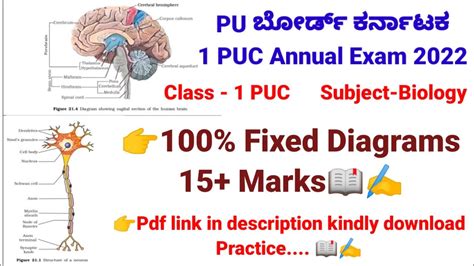 1 puc biology annual exam most important diagrams ಕರನಟಕ pu ಬರಡ