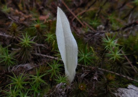 Burger's Onion: Albino Woodland Plants